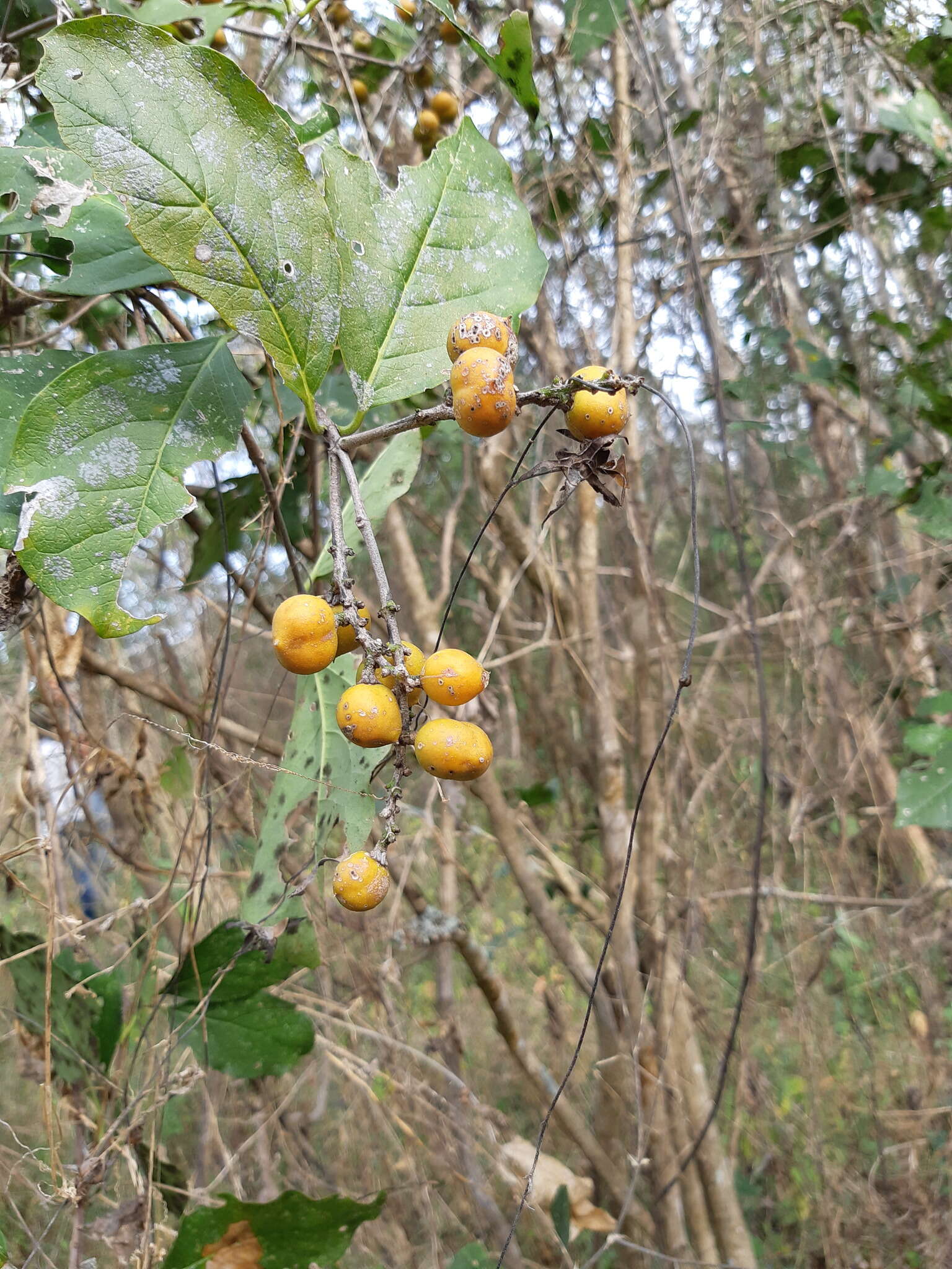 Image of Bunchosia palmeri S. Wats.