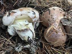 Image of Suillus brunnescens A. H. Sm. & Thiers 1964