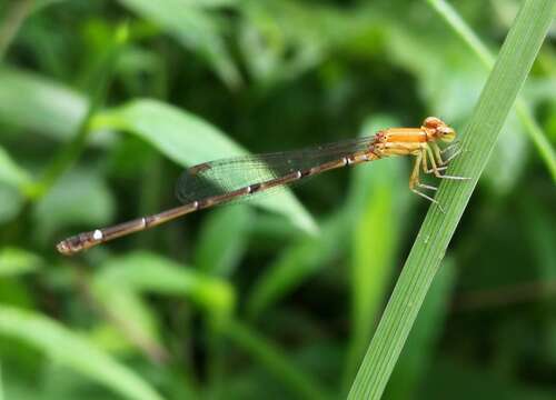 Image of Mortonagrion varralli Fraser 1920