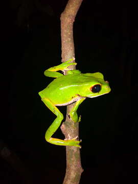 Imagem de Phyllomedusa boliviana Boulenger 1902