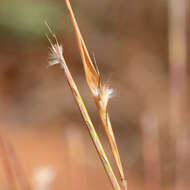 Sivun Schizachyrium fragile (R. Br.) A. Camus kuva