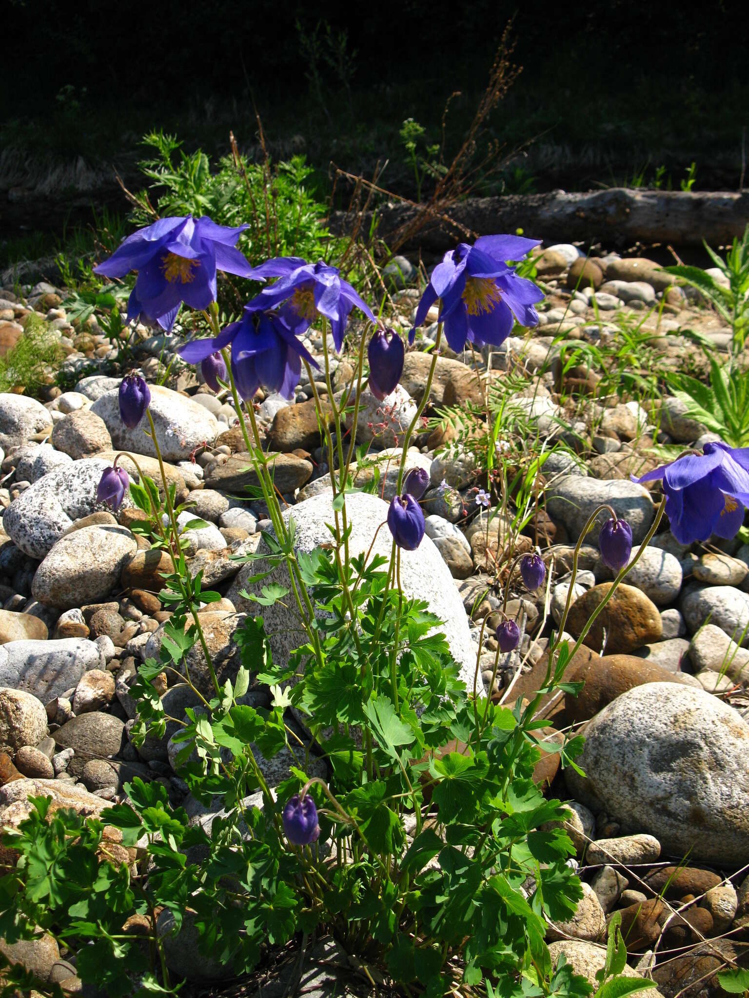 Aquilegia glandulosa Fisch.的圖片