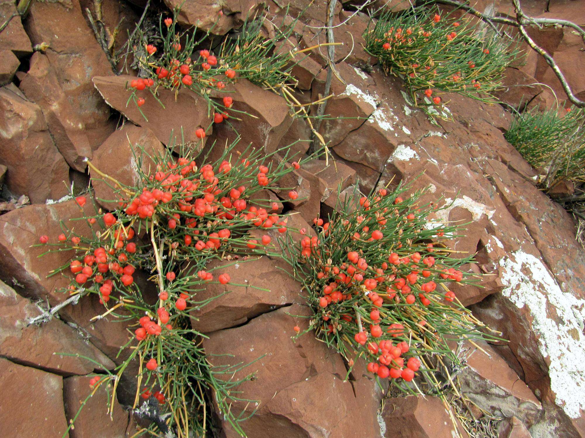 Image of Ephedra monosperma J. G. Gmel. ex C. A. Mey.