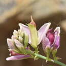 Image of Sierran Desert-Milkwort