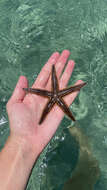 Image of Two-spined sea star