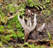 Imagem de Xylaria castorea Berk. 1855