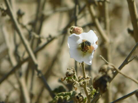 Image of Sphaeralcea fulva Greene