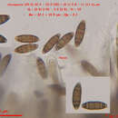 Image de <i>Navicella elegans</i> Fabre
