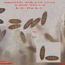 <i>Navicella elegans</i> Fabre resmi