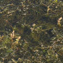 Image of Andean Water-Milfoil