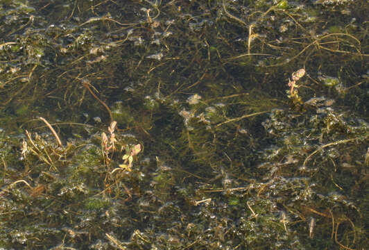 Image of Andean Water-Milfoil