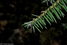 Image de Abies durangensis Martínez