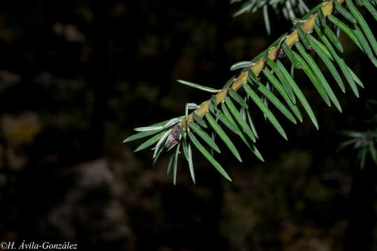 Image de Abies durangensis Martínez