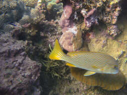 صورة Plectorhinchus multivittatus (Macleay 1878)