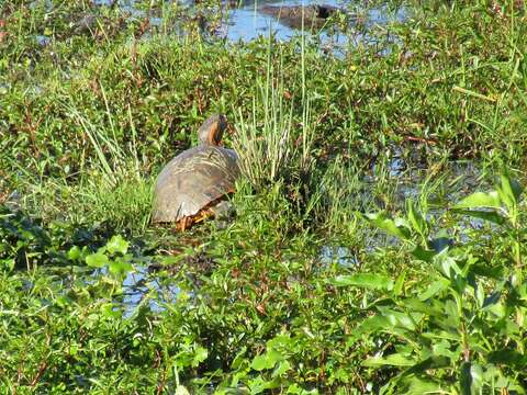 Image of Black-bellied Slider