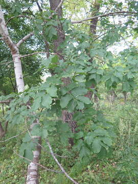 Image of Fraxinus chinensis subsp. rhynchophylla (Hance) A. E. Murray