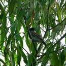 Image of Sakesphorus canadensis pulchellus (Cabanis & Heine 1860)