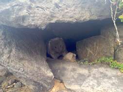 Image of Bare-nosed Wombats