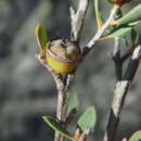 Image of green teatree