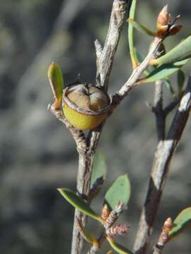 Image of green teatree