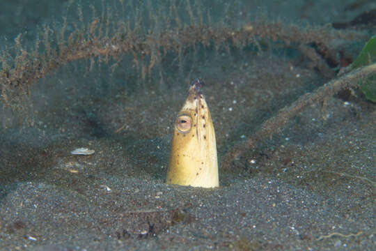 Image of Highfin snake eel