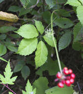 Image of Japanese ginseng