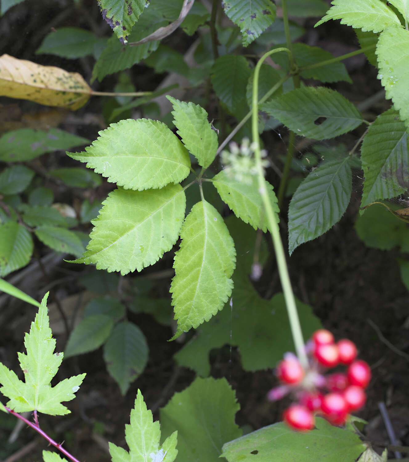 Image of Japanese ginseng