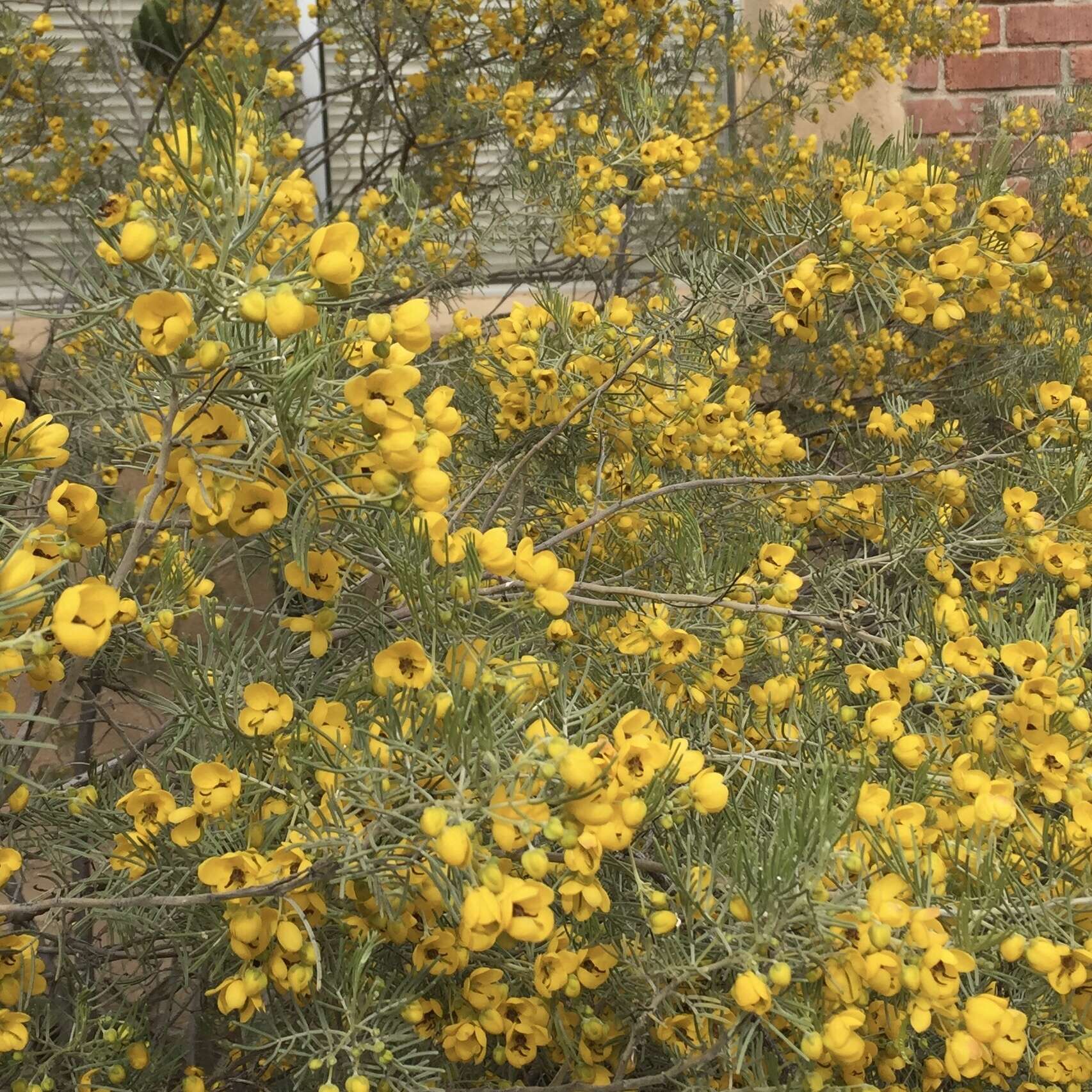 Image of Burnt-leaved Acacia