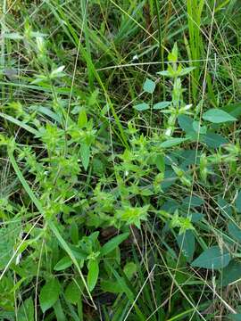 Image of Shaggy False Hedge-Nettle