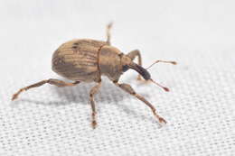 Image of Beetle