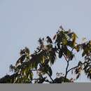 Image of Coereba flaveola mexicana (Sclater & PL 1857)