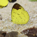 Image of Eurema simulatrix (Staudinger 1891)