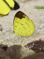 Image of Eurema simulatrix (Staudinger 1891)