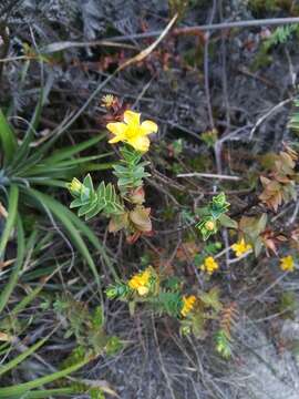 Image of Hypericum mexicanum L.