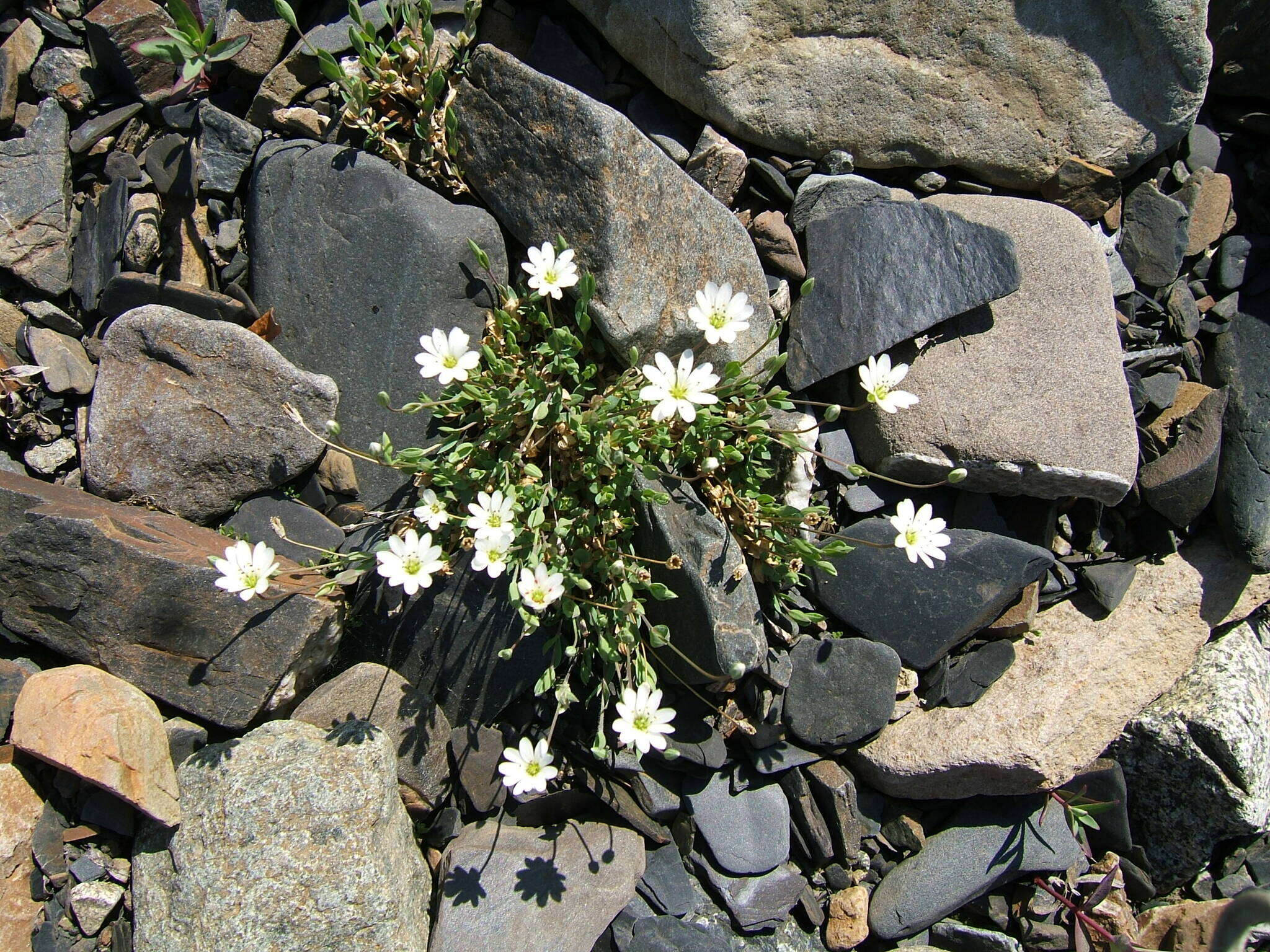 Imagem de Stellaria fischeriana Ser.