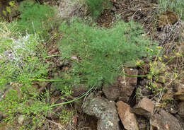 Image of Lomatium filicinum (M. E. Jones) Mansfield & M. Stevens