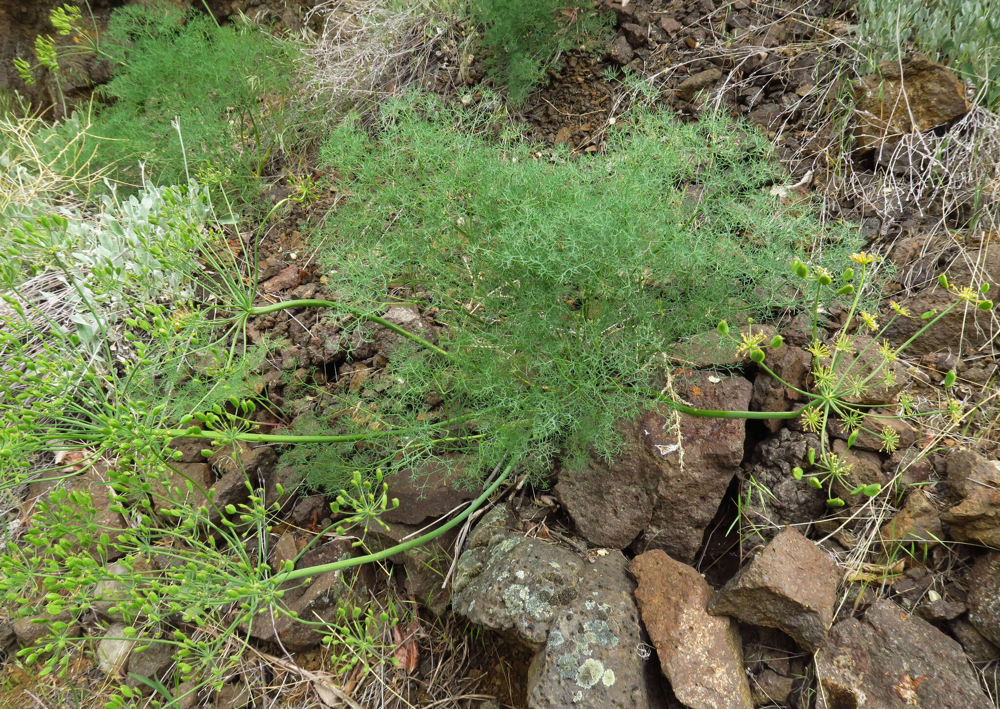 Image of Hells Canyon desert parsley