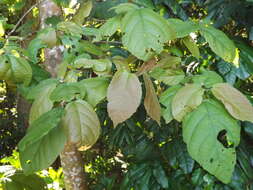 Image of Croton arnhemicus Müll. Arg.