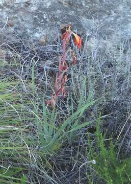 Image of Gladiolus saundersii Hook. fil.