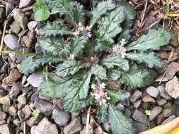 Image of Ajuga taiwanensis Nakai ex Murata