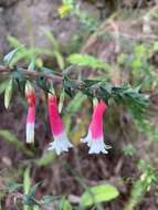 Image of Epacris longiflora Cav.