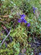 Image of Large-flowered Butterwort