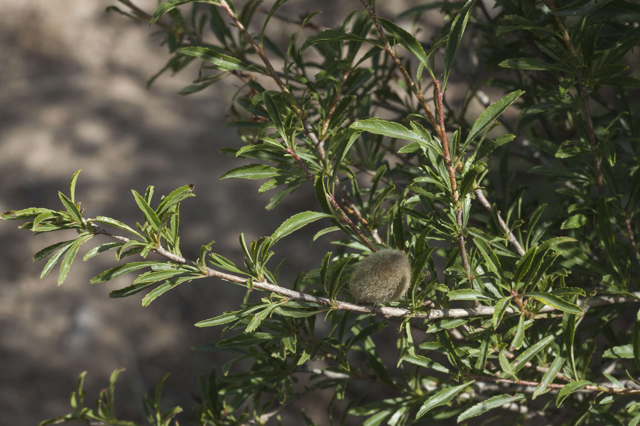 Prunus petunnikowii (Litw.) Rehd.的圖片