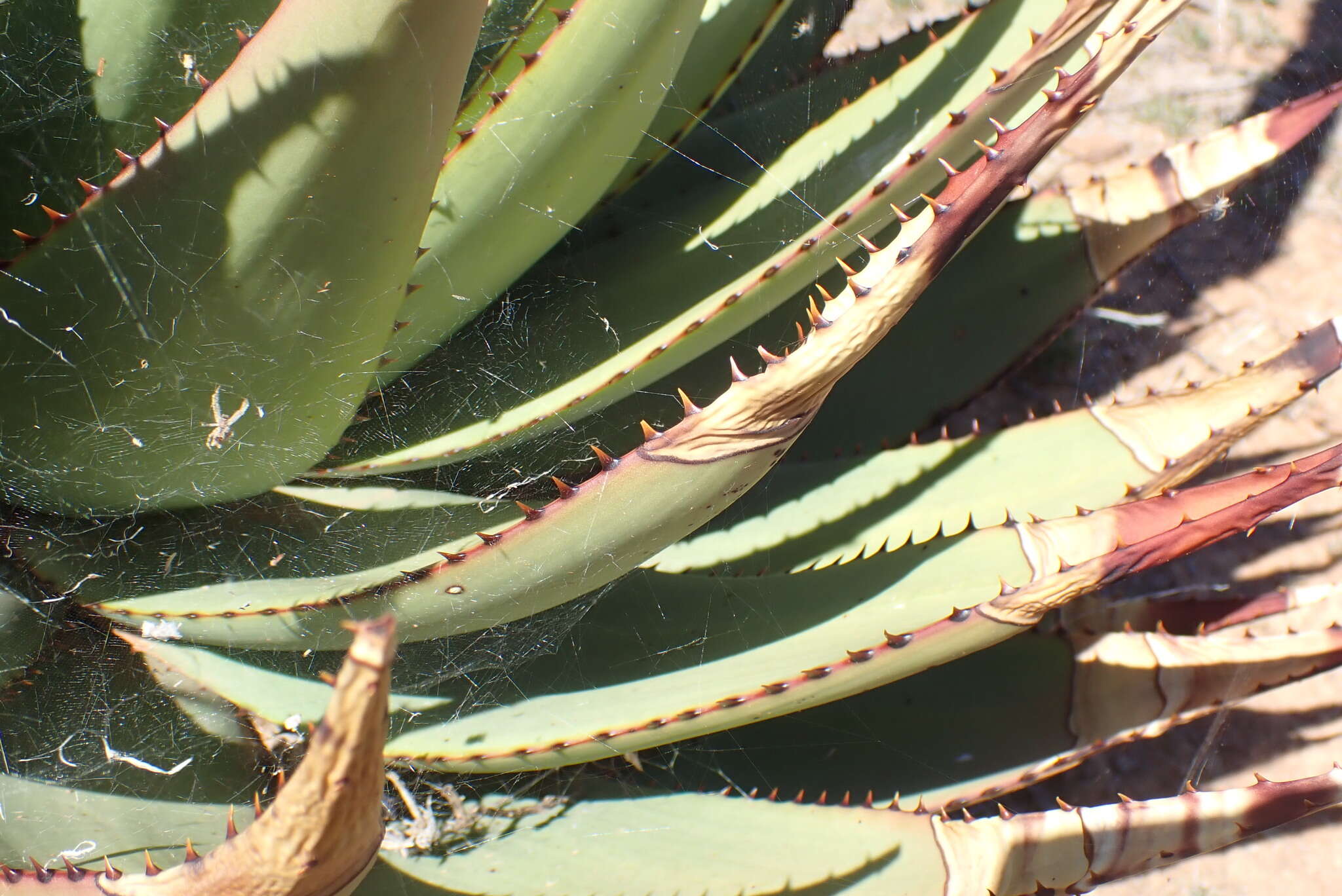 Aloe broomii Schönland resmi