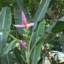 Image of Flowering Banana