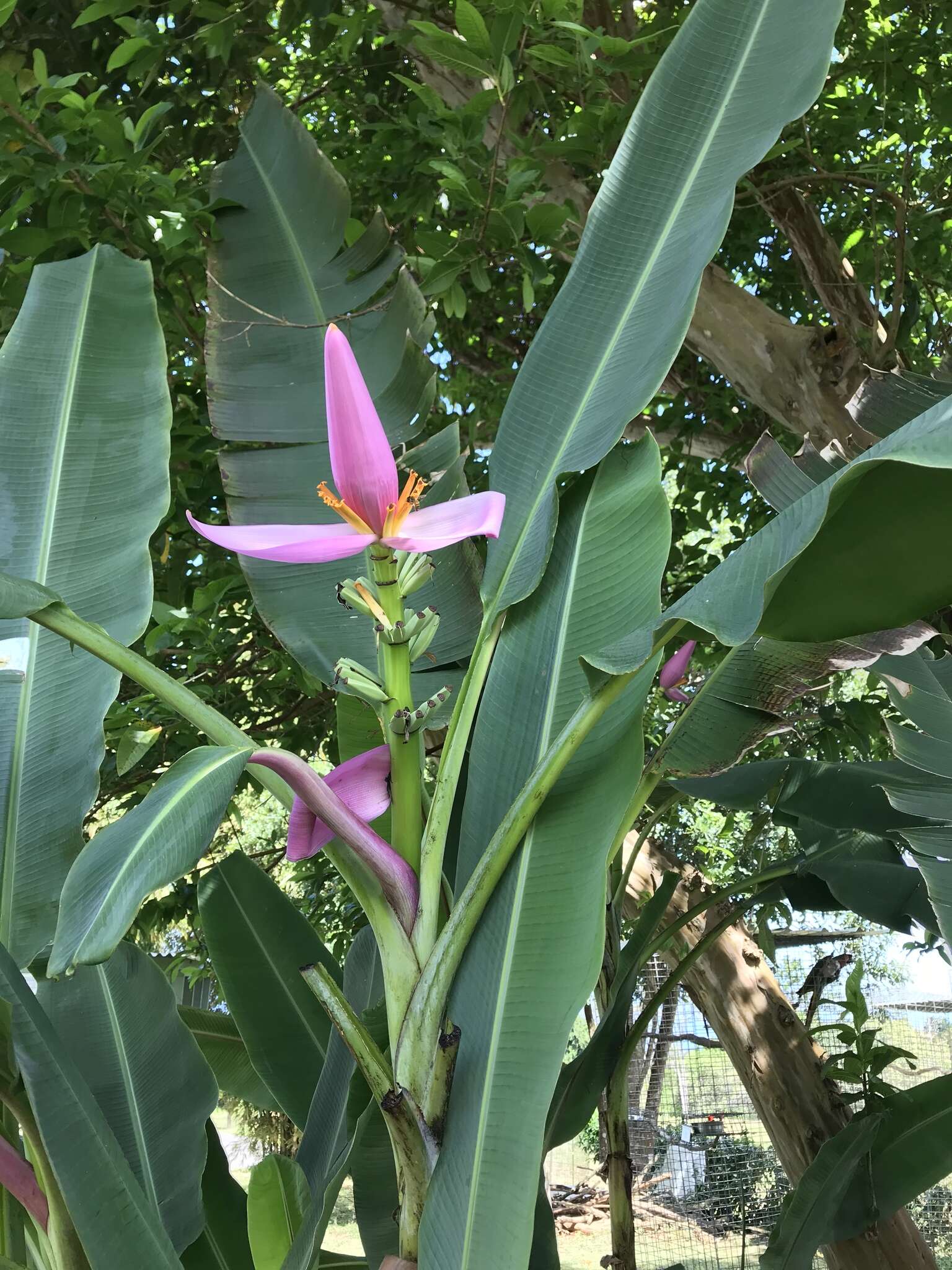 Image of Musa ornata Roxb.