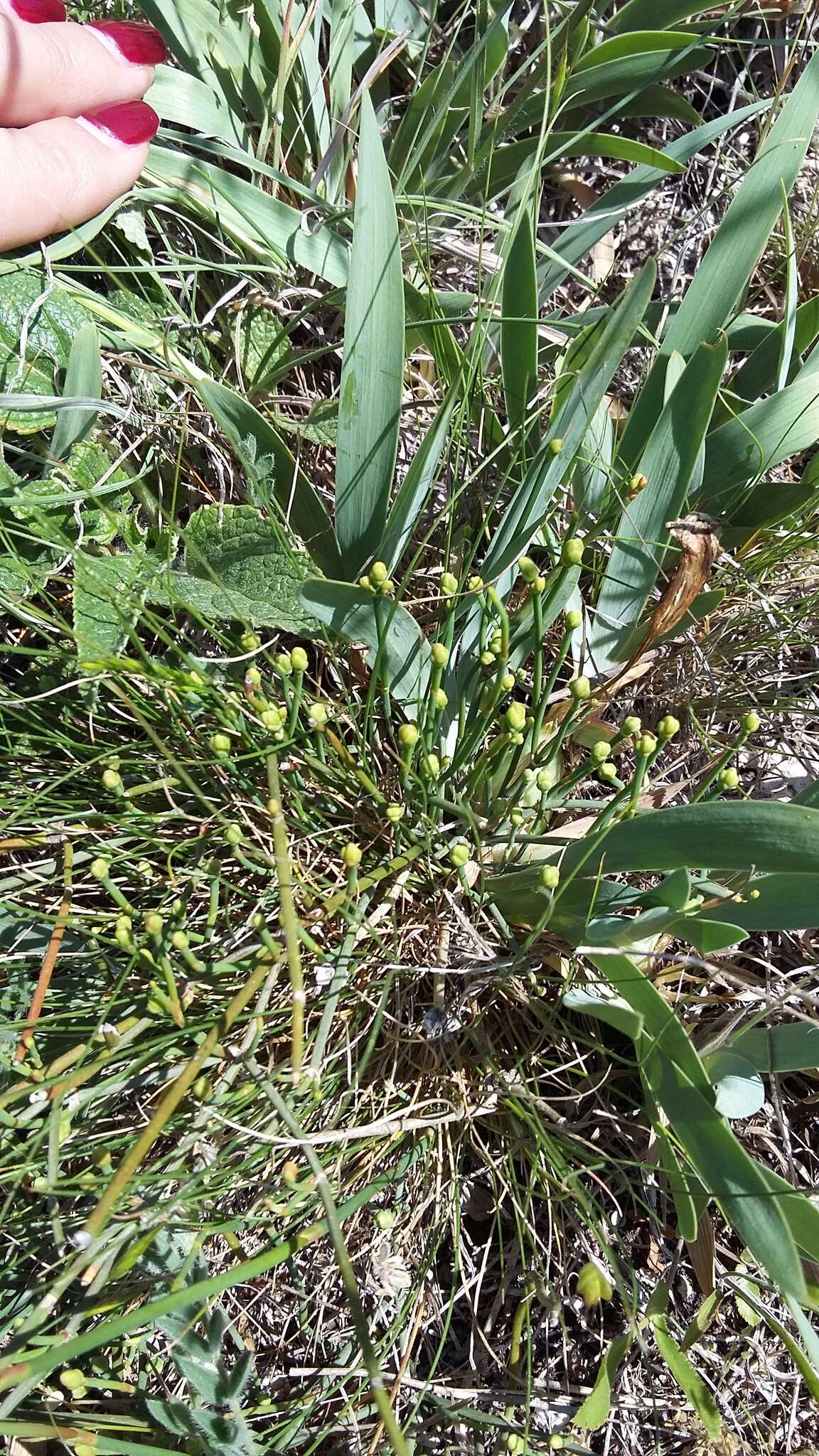 Image of Sea Grape