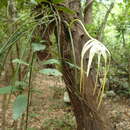 Plancia ëd Brassavola cucullata (L.) R. Br.