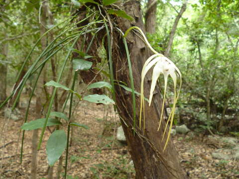 Image of daddy longlegs orchid