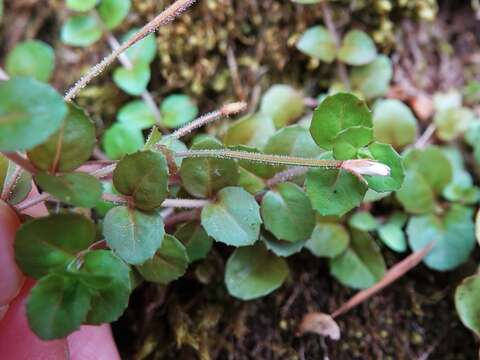 Sivun Epilobium rotundifolium Forst. fil. kuva